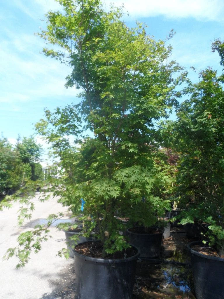 Japanse Esdoorn (Acer Palmatum) 8 Japanse Esdoorn (Acer Palmatum) - Afbeelding 6