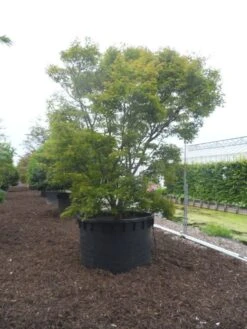 Japanse Esdoorn (Acer Palmatum) -Planten Verkoopwinkel acer palmatum 350 400 c1000 1