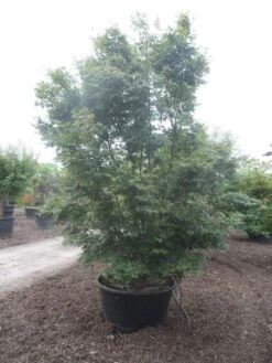 Japanse Esdoorn (Acer Palmatum) -Planten Verkoopwinkel acer palmatum 350 400 c500 1
