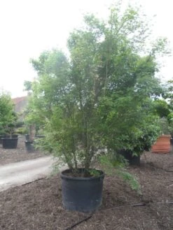 Japanse Esdoorn (Acer Palmatum) -Planten Verkoopwinkel acer palmatum 350 400 c500 2 1