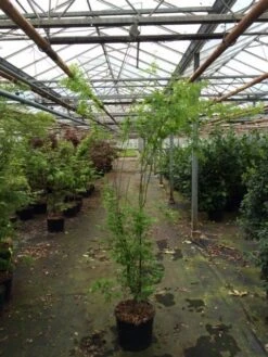 Japanse Esdoorn (Acer Palmatum 'Aoyagi') -Planten Verkoopwinkel acer palmatum aoyagi 175 200