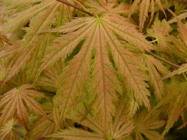 Japanse Esdoorn (Acer Palmatum 'Ariadne') 5 Japanse Esdoorn (Acer Palmatum 'Ariadne') - Afbeelding 3