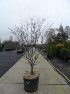 Japanse Esdoorn (Acer Palmatum 'Atropurpureum') -Planten Verkoopwinkel acer palmatum atropurpureum 200 250 c110