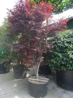 Japanse Esdoorn (Acer Palmatum 'Atropurpureum') -Planten Verkoopwinkel acer palmatum atropurpureum 250 300 c285