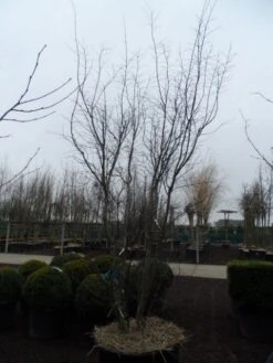 Japanse Esdoorn (Acer Palmatum 'Atropurpureum') -Planten Verkoopwinkel acer palmatum atropurpureum 300 350 c350