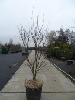 Japanse Esdoorn (Acer Palmatum 'Fireglow') 29 Japanse Esdoorn (Acer Palmatum 'Fireglow') -Planten Verkoopwinkel acer palmatum atropurpureum fireglow 200 250 c110