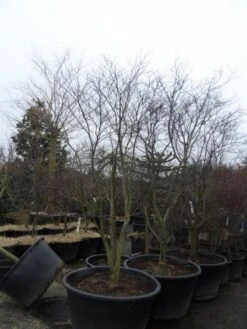 Japanse Esdoorn (Acer Palmatum 'Fireglow') 28 Japanse Esdoorn (Acer Palmatum 'Fireglow') -Planten Verkoopwinkel acer palmatum atropurpureum fireglow 250 300 c500