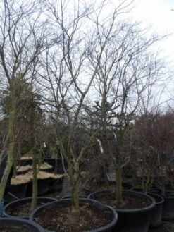 Japanse Esdoorn (Acer Palmatum 'Fireglow') 27 Japanse Esdoorn (Acer Palmatum 'Fireglow') -Planten Verkoopwinkel acer palmatum atropurpureum fireglow 250 300 c500 2