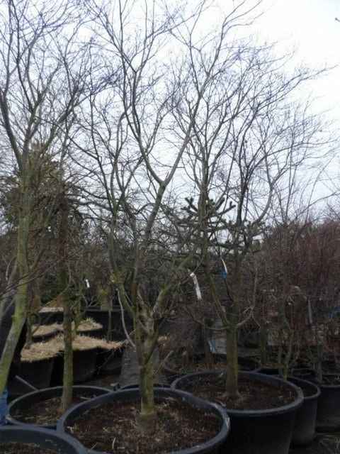 Japanse Esdoorn (Acer Palmatum 'Fireglow') 14 Japanse Esdoorn (Acer Palmatum 'Fireglow') - Afbeelding 12