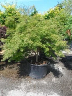 Japanse Esdoorn (Acer Palmatum 'Dissectum') -Planten Verkoopwinkel acer palmatum dissectum 125 150 175 c200 struikvorm extra