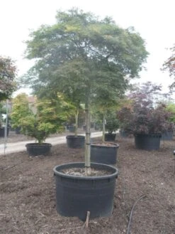 Japanse Esdoorn (Acer Palmatum 'Dissectum') -Planten Verkoopwinkel acer palmatum dissectum 25 30ho c750 2