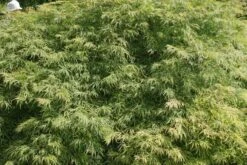 Japanse Esdoorn (Acer Palmatum 'Dissectum') -Planten Verkoopwinkel acer palmatum dissectum 2