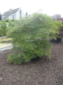 Japanse Esdoorn (Acer Palmatum 'Dissectum') -Planten Verkoopwinkel acer palmatum dissectum halfstam c750 solitair extra 4