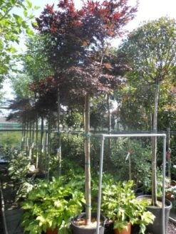 Japanse Esdoorn (Acer Palmatum 'Fireglow') -Planten Verkoopwinkel acer palmatum fireglow 12 14ho cont 1