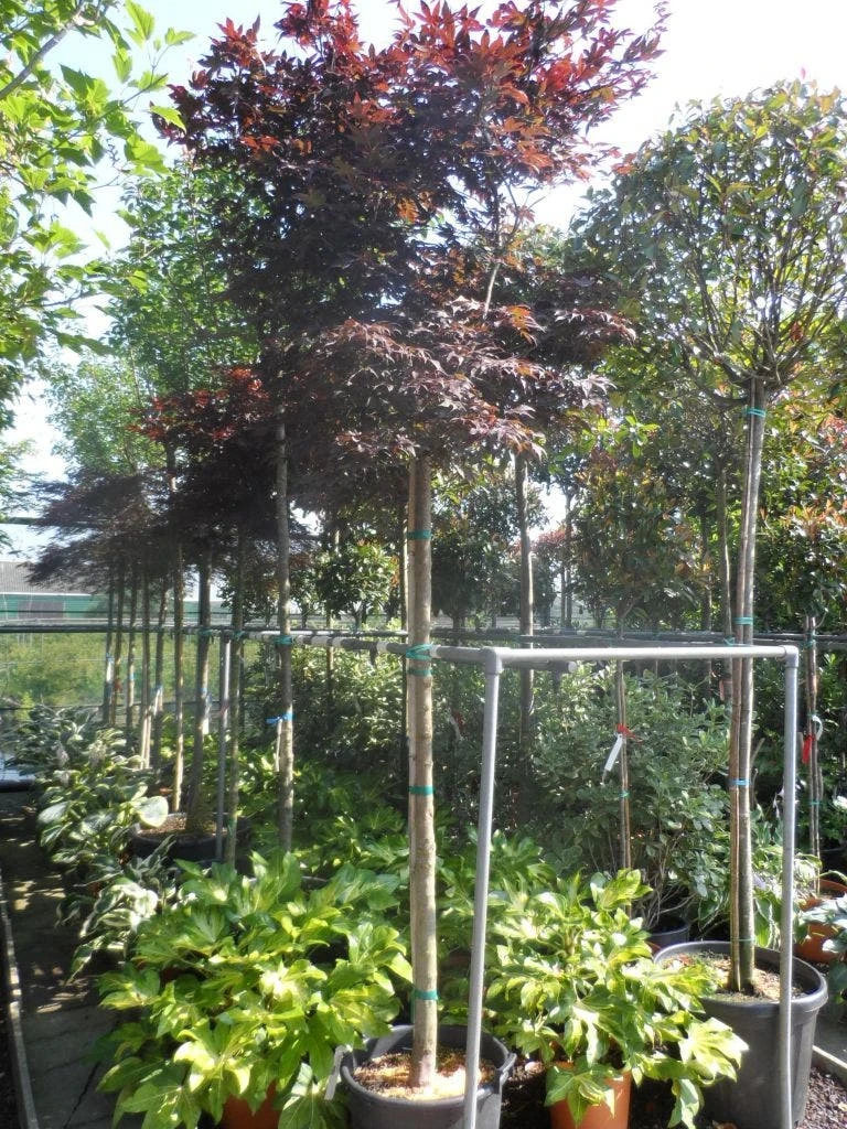 Japanse Esdoorn (Acer Palmatum 'Fireglow') 11 Japanse Esdoorn (Acer Palmatum 'Fireglow') - Afbeelding 9