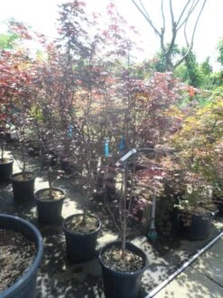 Japanse Esdoorn (Acer Palmatum 'Fireglow') -Planten Verkoopwinkel acer palmatum fireglow 150 175 c35 1