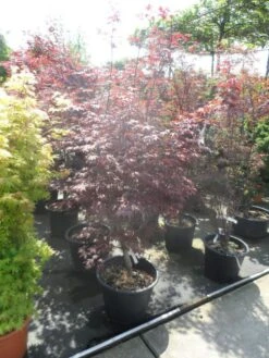 Japanse Esdoorn (Acer Palmatum 'Fireglow') 25 Japanse Esdoorn (Acer Palmatum 'Fireglow') -Planten Verkoopwinkel acer palmatum fireglow 150 175 c50