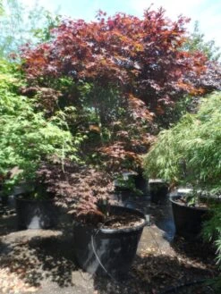 Japanse Esdoorn (Acer Palmatum 'Fireglow') -Planten Verkoopwinkel acer palmatum fireglow 250 300 c500 1