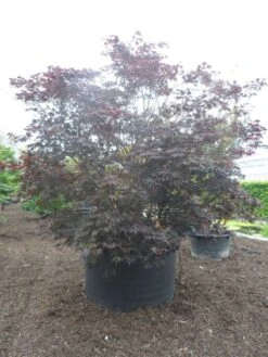 Japanse Esdoorn (Acer Palmatum 'Fireglow') -Planten Verkoopwinkel acer palmatum fireglow solitair c1500 extra 1