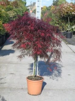 Japanse Esdoorn (Acer Palmatum 'Garnet') -Planten Verkoopwinkel acer palmatum garnet halfstam c25