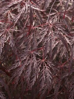 Japanse Esdoorn Op Stam (Acer Palmatum 'Inabe Shidare')