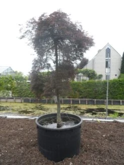 Japanse Esdoorn (Acer Palmatum 'Inabe-shidare') -Planten Verkoopwinkel acer palmatum inabe shidare 20 25ho c750
