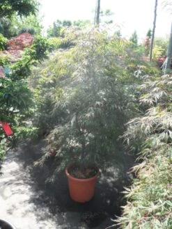 Japanse Esdoorn (Acer Palmatum 'Ornatum') -Planten Verkoopwinkel acer palmatum ornatum 125 150 c25