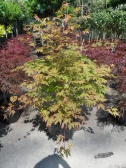 Japanse Esdoorn (Acer Palmatum 'Osakazuki') -Planten Verkoopwinkel acer palmatum osakazuki 100 125 c25