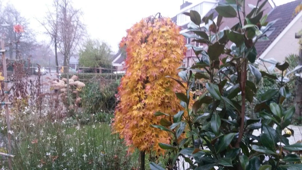 Japanse Esdoorn (Acer Palmatum 'Ryusen') 4 Japanse Esdoorn (Acer Palmatum 'Ryusen') - Afbeelding 2