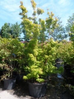 Japanse Esdoorn (Acer Palmatum 'Sangokaku') -Planten Verkoopwinkel acer palmatum sangokaku 250 300 c240