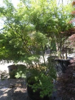 Japanse Esdoorn (Acer Palmatum 'Seiryu') -Planten Verkoopwinkel acer palmatum seiryu 225 250 c160