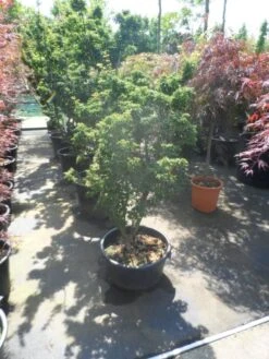 Japanse Esdoorn (Acer Palmatum 'Shishigashira') -Planten Verkoopwinkel acer palmatum shishigashira 125 150 c35