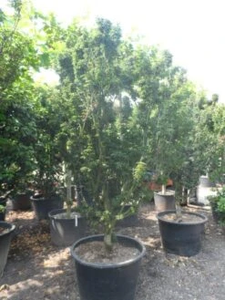 Japanse Esdoorn (Acer Palmatum 'Shishigashira') -Planten Verkoopwinkel acer palmatum shishigashira solitair c285