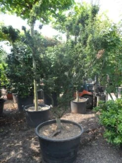 Japanse Esdoorn (Acer Palmatum 'Shishigashira') -Planten Verkoopwinkel acer palmatum shishigashira solitair c285 2 1