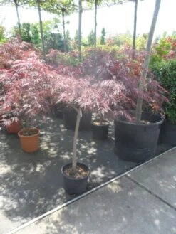 Japanse Esdoorn Op Stam (Acer Palmatum 'Tamuke Yama') -Planten Verkoopwinkel acer palmatum tamukeyama halfstam c20