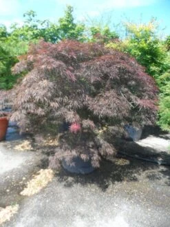 Japanse Esdoorn Op Stam (Acer Palmatum 'Tamuke Yama') -Planten Verkoopwinkel acer palmatum tamukeyama halfstam c200 extra