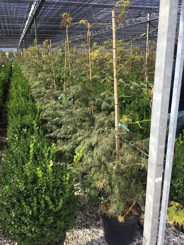 Japanse Esdoorn (Acer Palmatum 'Viridis') 4 Japanse Esdoorn (Acer Palmatum 'Viridis') - Afbeelding 2