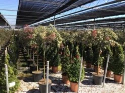 Japanse Esdoorn Op Stam (Acer Palmatum 'Tamuke Yama') -Planten Verkoopwinkel acer rossi palm. diss. tamukeyama halfstam