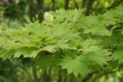 Japanse Esdoorn (Acer Shirasawanum 'Aureum') -Planten Verkoopwinkel acer shirasawanum aureum 1