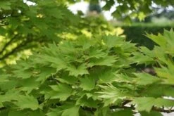Japanse Esdoorn (Acer Shirasawanum 'Aureum') -Planten Verkoopwinkel acer shirasawanum aureum 2