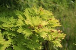 Japanse Esdoorn (Acer Shirasawanum 'Aureum') -Planten Verkoopwinkel acer shirasawanum aureum 3