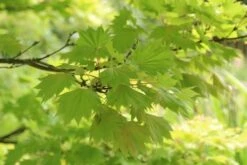 Japanse Esdoorn (Acer Shirasawanum 'Aureum') -Planten Verkoopwinkel acer shirasawanum aureum 4