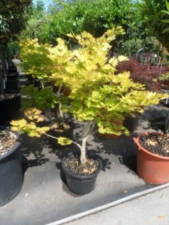 Japanse Esdoorn (Acer Shirasawanum 'Aureum') -Planten Verkoopwinkel acer shirasawanum aureum 60 80 100 c12