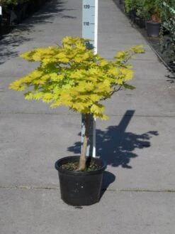 Japanse Esdoorn (Acer Shirasawanum 'Aureum') -Planten Verkoopwinkel acer shirasawanum aureum c12