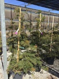 Japanse Esdoorn (Acer Palmatum 'Viridis') 10 Japanse Esdoorn (Acer Palmatum 'Viridis') -Planten Verkoopwinkel acer verdi palm. diss. viridis 150 175