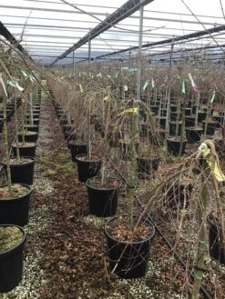 Planten Verkoopwinkel -Planten Verkoopwinkel acerryusen01