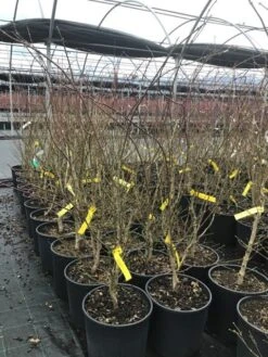 Japanse Esdoorn (Acer Palmatum 'Summer Gold') -Planten Verkoopwinkel acersummergold 1