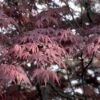 Japanse Esdoorn (Acer Palmatum 'Bloodgood') -Planten Verkoopwinkel acpblood 12