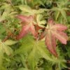 Japanse Esdoorn (Acer Palmatum 'Katsura') -Planten Verkoopwinkel acpkatsu 1
