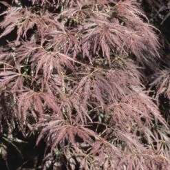 Japanse Esdoorn (Acer Palmatum 'Ornatum') -Planten Verkoopwinkel acpornat 11